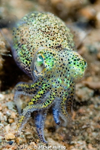Bobtail squid
Aniloa, the Philippines by Mickle Huang 